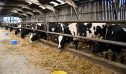 taurillons Holstein dans un bâtiment