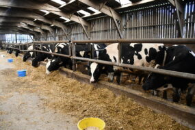 taurillons Holstein dans un bâtiment