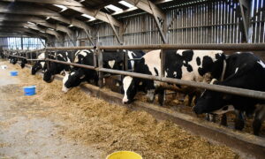 taurillons Holstein dans un bâtiment