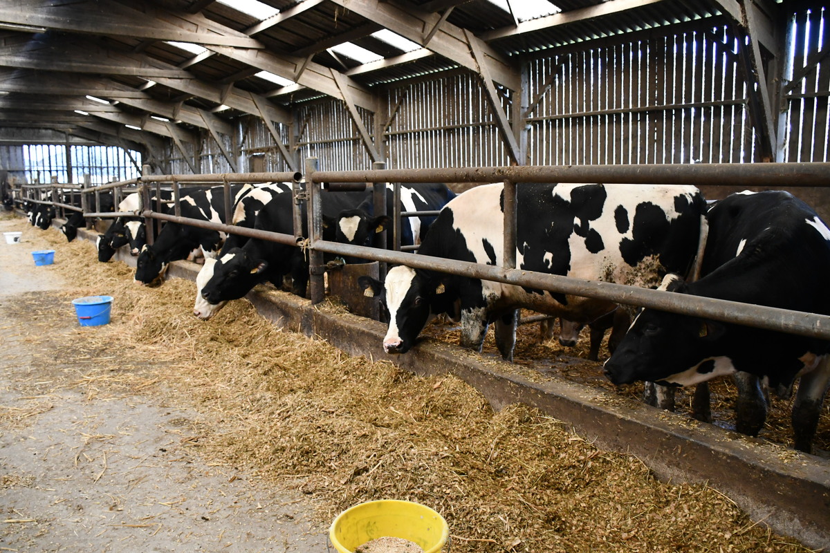 taurillons Holstein dans un bâtiment - Illustration Les taurillons Holstein, atelier complémentaire au lait