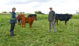 Les éleveurs et les bovins sur une parcelle de sorgho pâturé