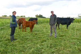 Les éleveurs et les bovins sur une parcelle de sorgho pâturé