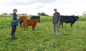 Les éleveurs et les bovins sur une parcelle de sorgho pâturé