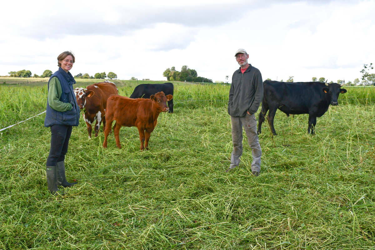 Les éleveurs et les bovins sur une parcelle de sorgho pâturé - Illustration Des ateliers lait et viande en interaction