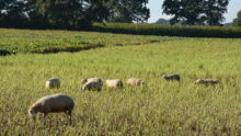 Brebis charmoises et croisées et leurs agneaux pâturant un champ de colza