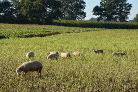 Brebis charmoises et croisées et leurs agneaux pâturant un champ de colza