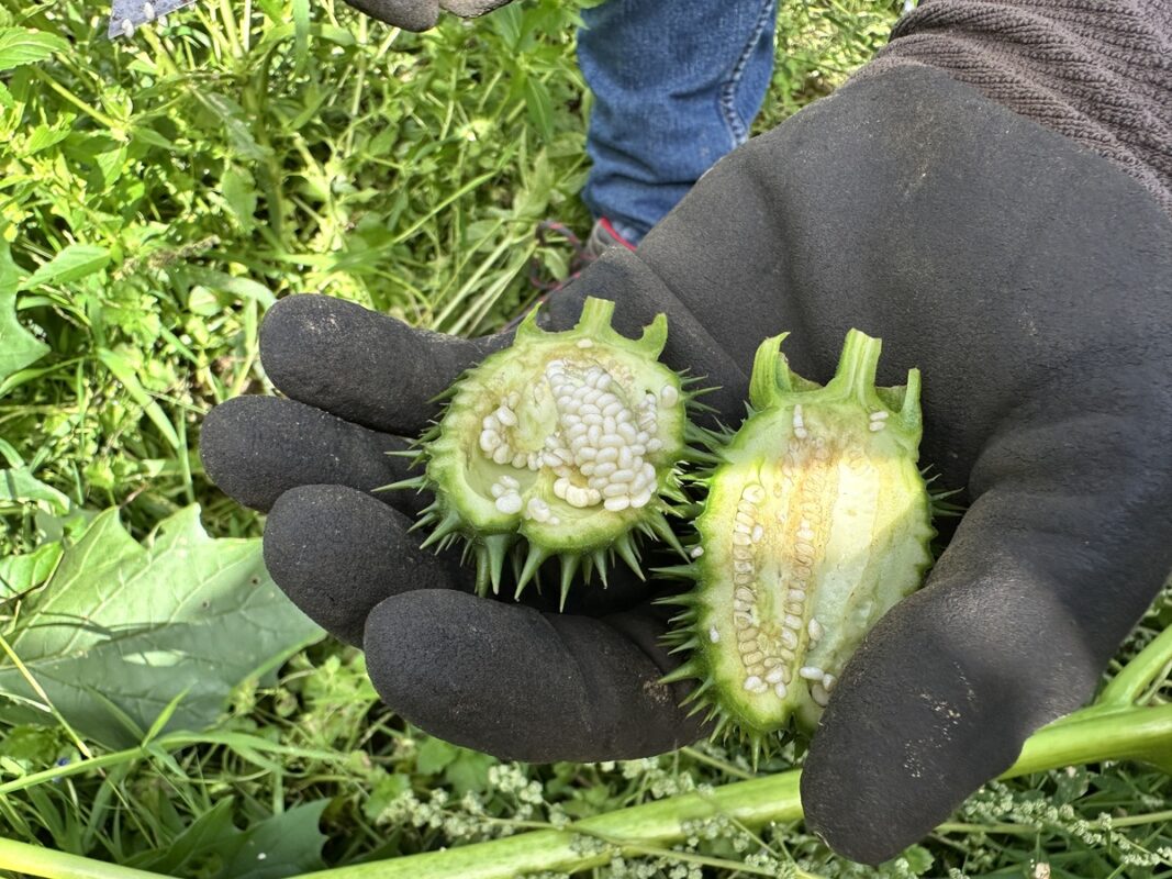 Graines de datura