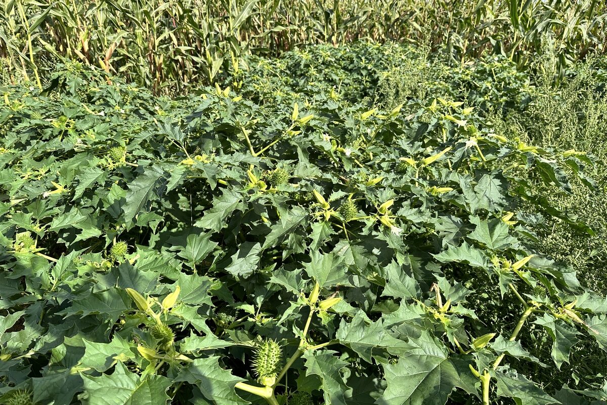 Plants de datura dans champ de maïs - Illustration Visitez vos parcelles de maïs avant la récolte  pour limiter les intoxications