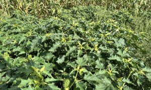 Plants de datura dans champ de maïs