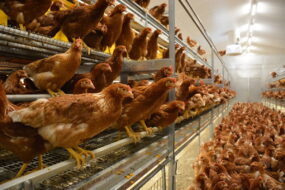 Poules pondeuses dans poulailler volière