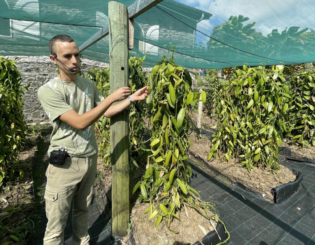 Un salarié montre les plants de vanille dans la plantation