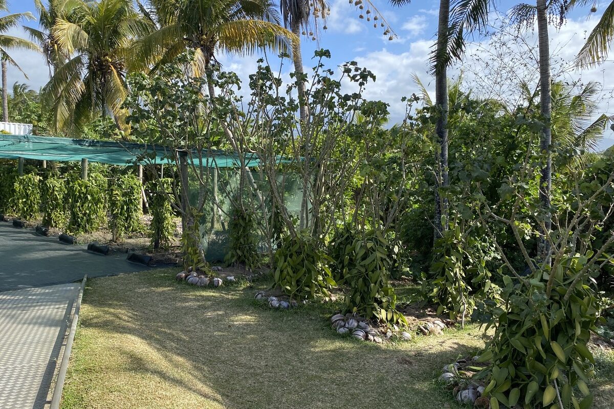 Vue générale sur la plantation et les arbres - Illustration La Vanilleraie à Sainte-Suzanne, La Réunion : La vanille, trésor de l’île de la Réunion