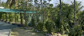 Vue générale sur la plantation et les arbres