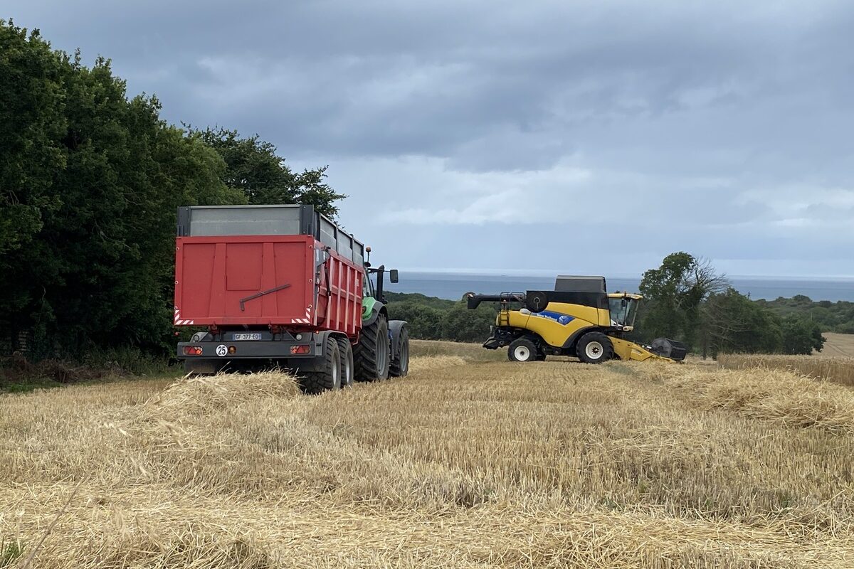 Une moissonneuse et un tracteur avec sa remorque dans un champ - Illustration « Le taux  de protéine reste une priorité »