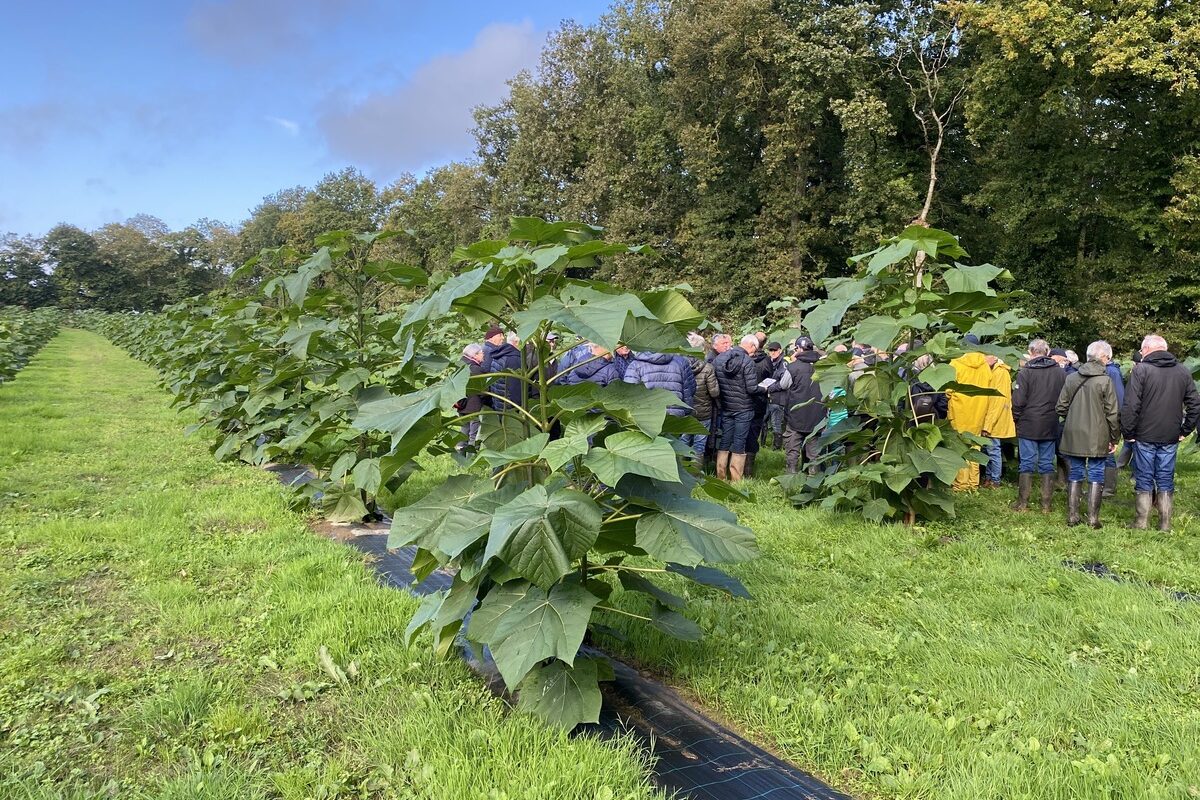 Les participants entre les rangs de paulownia - Illustration Des agriculteurs investissent  dans le paulownia