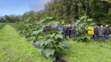 Les participants entre les rangs de paulownia