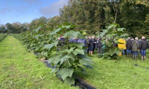 Les participants entre les rangs de paulownia