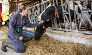 Une jeune femme dans une stabulation caresse une vache