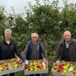 Une femme et deux hommes présentent des cartons remplis de pommes dans un verger.