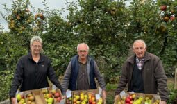 Une femme et deux hommes présentent des cartons remplis de pommes dans un verger.