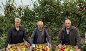 Une femme et deux hommes présentent des cartons remplis de pommes dans un verger.