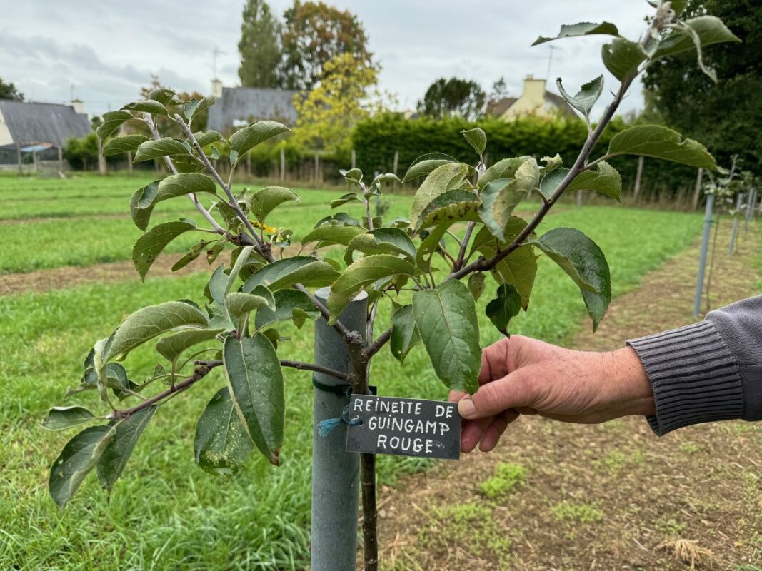 Un jeune plant de pommier. 