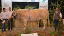 Taureau charolais en concours