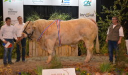 Taureau charolais en concours