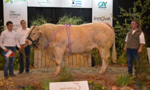 Taureau charolais en concours