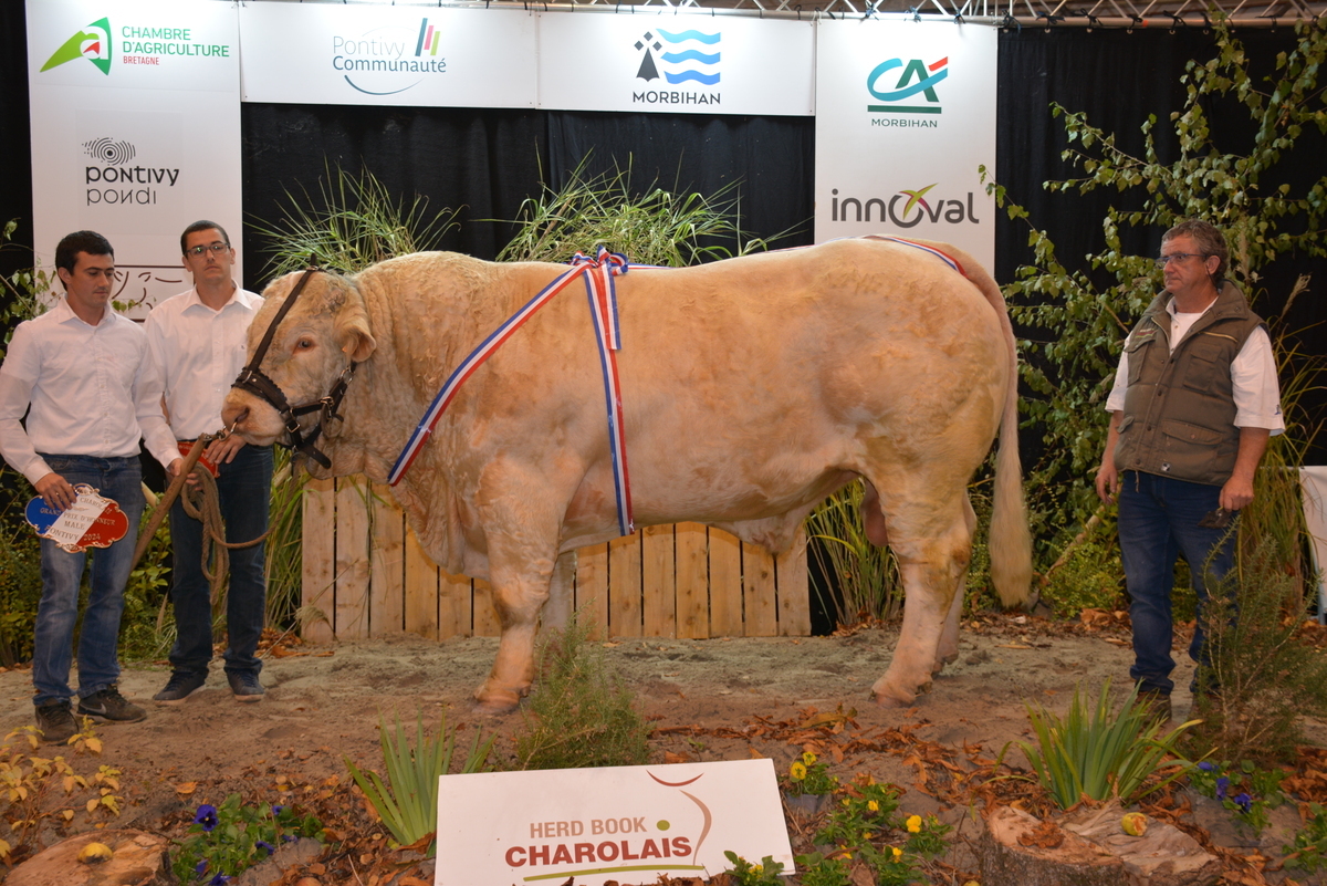 Taureau charolais en concours - Illustration Rocket Man se distingue à Ohhh la vache