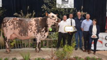 Vache normande en concours