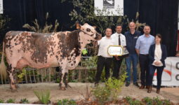 Vache normande en concours