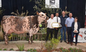 Vache normande en concours