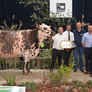 Vache normande en concours