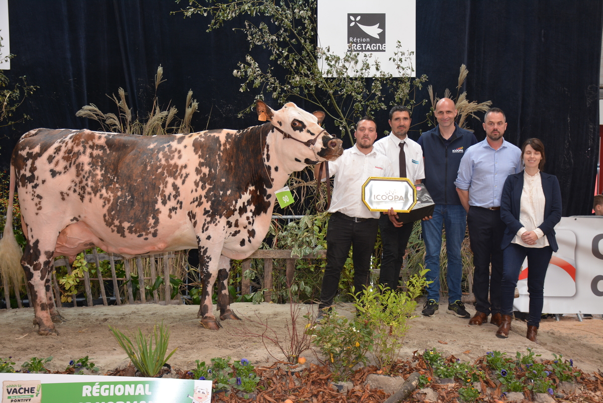 Vache normande en concours - Illustration Olande, reine de Bretagne