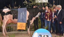 Vache en concours