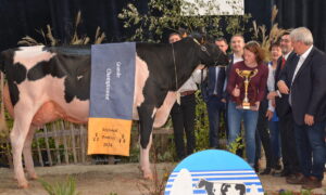 Vache en concours