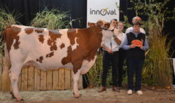 vache montbéliarde en concours