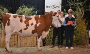 vache montbéliarde en concours