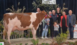 VACHE PIE ROUGE EN CONCOURS