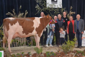 VACHE PIE ROUGE EN CONCOURS