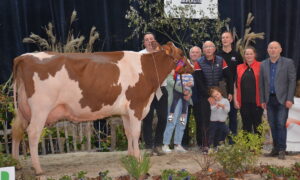 VACHE PIE ROUGE EN CONCOURS