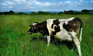 Une vache pie noir dans une prairie