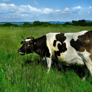 Une vache pie noir dans une prairie