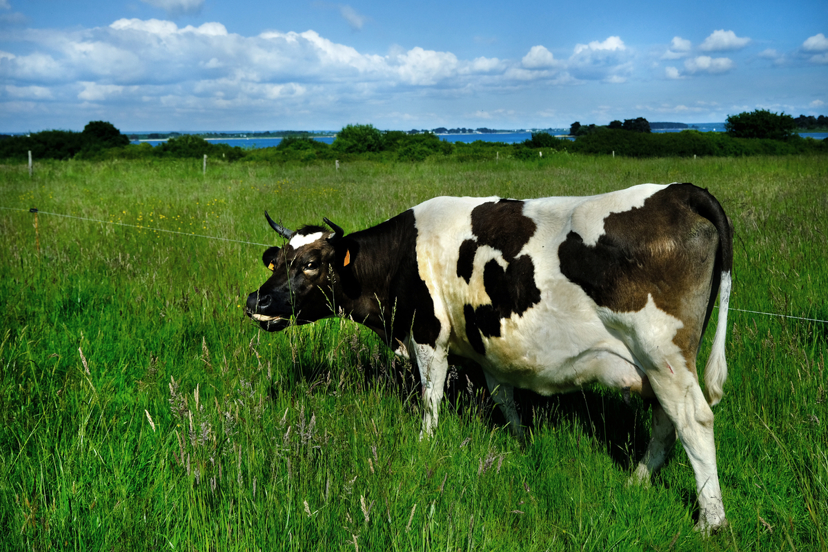 Une vache pie noir dans une prairie - Illustration Sur l’île d’Arz, l’élevage laitier  a su faire un retour gagnant 