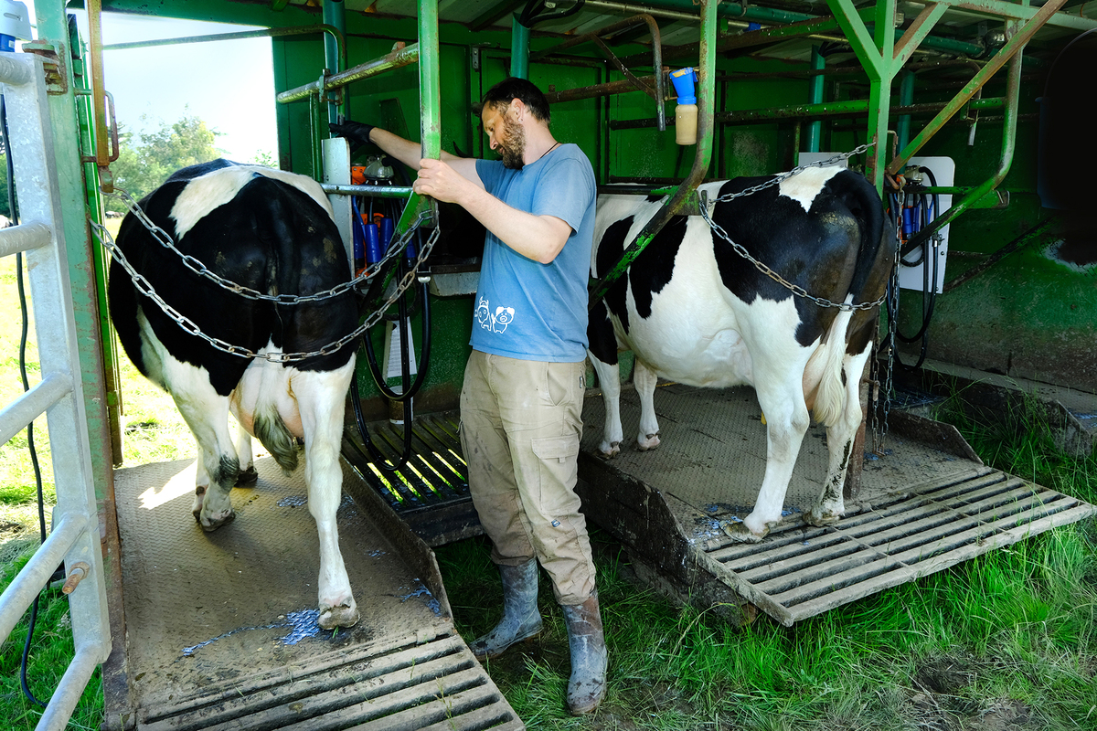 un homme et 2 vaches pie noir dans une salle de traite