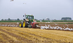 Un tracteur en train de labourer un champ entouré de goélands