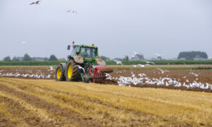 Un tracteur en train de labourer un champ entouré de goélands