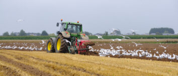 Un tracteur en train de labourer un champ entouré de goélands