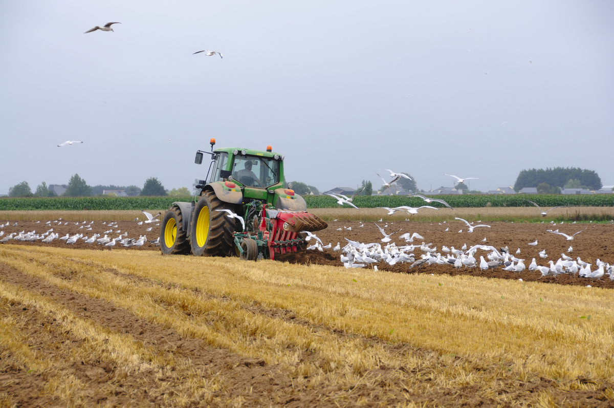 Un tracteur en train de labourer un champ entouré de goélands - Illustration Bretagne Zone Heureuse